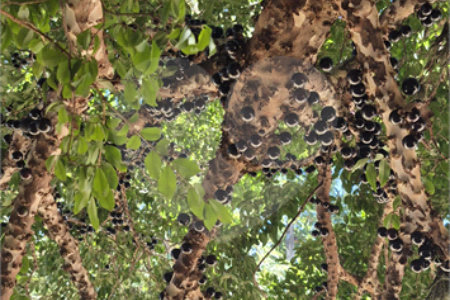 Casa à venda ou para alugar com 3 suítes no condomínio Jardim Theodora, Itu - SP