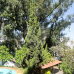 Apartamento à venda ou para alugar com 3 quartos, sendo 1 suíte,  em Real Parque, São Paulo, SP