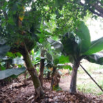Casa à venda com 4 quartos, sendo 1 suíte,  em Jardim Helga, São Paulo, SP
