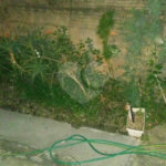 Casa à venda com 5 quartos, sendo 1 suíte,  em Jardim Jaçanã, São Paulo, SP