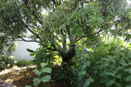 Terreno à venda em Vila São José, Valinhos, SP