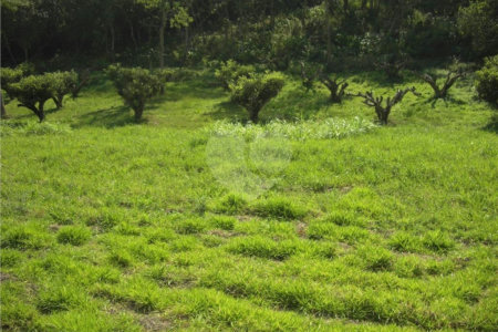 Área de Terra à venda em Porteira Preta, Mogi das Cruzes, SP