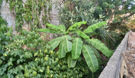 Terreno à venda em Tremembé, São Paulo, SP