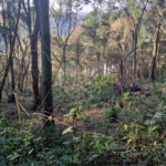Terreno à venda em Serra da Cantareira, Mairiporã, SP