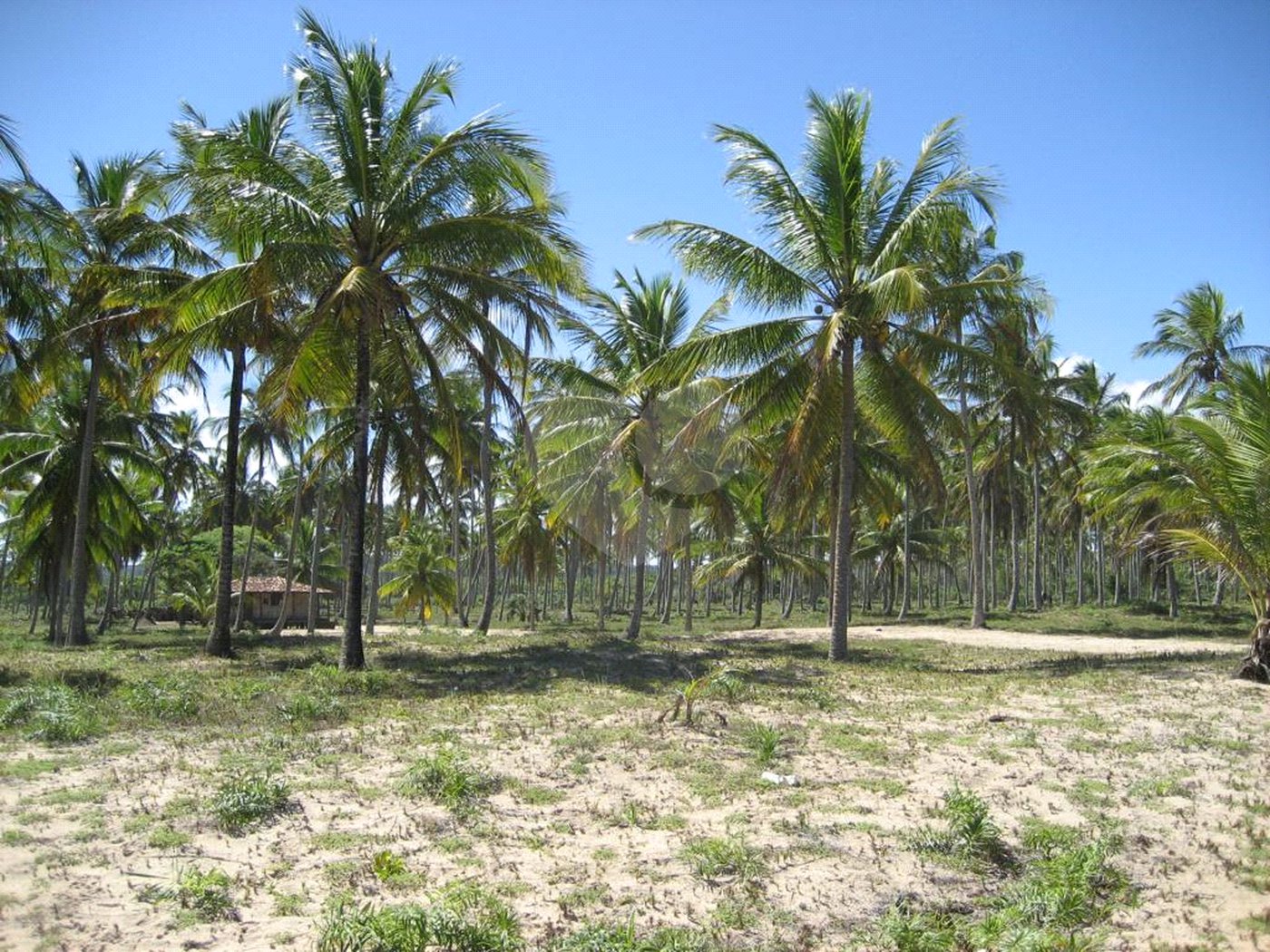 Área de Terra à venda em Mogiquiçaba, Belmonte, BA
