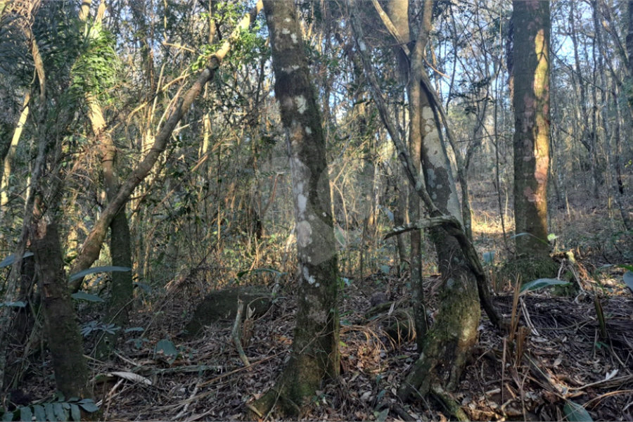 Terreno à venda em Serra da Cantareira, Mairiporã, SP