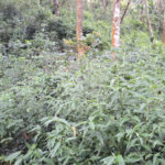 Terreno à venda em Serra da Cantareira, Mairiporã, SP