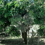 Terreno à venda em Vila Guido, Itu, SP
