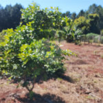 Chácara à venda em Campo Grande, Pilar do Sul, SP