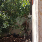 Casa à venda com 3 quartos em Jardim Santa Lúcia, Araraquara, SP
