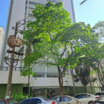 Apartamento à venda com 3 quartos, sendo 1 suíte, em Santana, São Paulo, SP