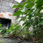 Casa à venda com 2 quartos em Parada Inglesa, São Paulo, SP