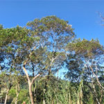 Terreno à venda no condomínio Alpes da Cantareira, Mairiporã - SP