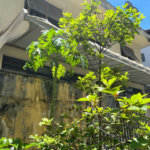 Casa à venda com 4 quartos, sendo 1 suíte, em Jardim das Vertentes, São Paulo, SP