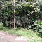 Terreno à venda em Serra da Cantareira, Mairiporã, SP
