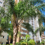 Apartamento à venda com 3 quartos, sendo 1 suíte, em Jardim dos Manacás, Araraquara, SP