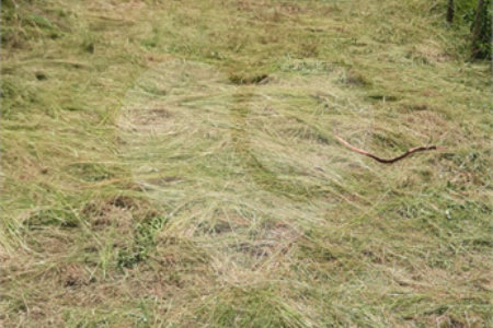 Terreno à venda em Santíssimo, Rio de Janeiro, RJ