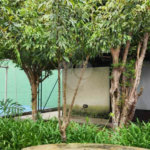 Casa à venda ou para alugar com 4 quartos, sendo 1 suíte,  em Tremembé, São Paulo, SP