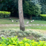 Cobertura à venda ou para alugar com 4 suítes em Jardim Morumbi, São Paulo, SP