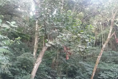 Terreno à venda em Tucuruvi, São Paulo, SP