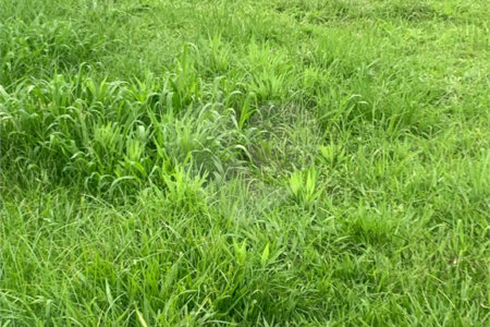 Terreno à venda no condomínio Residencial Veneza, Mogi das Cruzes - SP