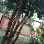 Sobrado à venda com 6 quartos, sendo 2 suítes, em Horto Florestal, São Paulo, SP