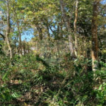 Terreno à venda em Remédios, Mairiporã, SP