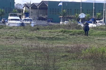 Terreno à venda, 10000 m² por R$ 8.500.000,00 - Cing - Guarujá/SP