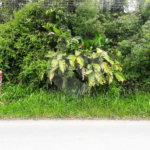 Chácara à venda em Serra da Cantareira, Mairiporã, SP