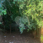 Terreno com 1.000,00 m²