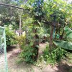 Sítio à venda com 2 quartos em Vila Sottemo, Itapetininga, SP