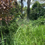 Terreno à venda em Roseira, Mairiporã, SP