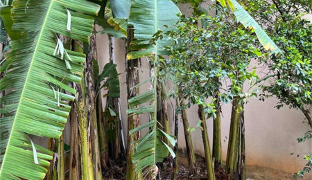 Terreno à venda em Santana, São Paulo, SP