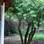 Casa à venda com 4 quartos, sendo 2 suítes, em Cidade Jardim, Araraquara, SP