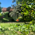 Casa à venda com 2 quartos em Bosque de Geribá, Armação dos Búzios, RJ