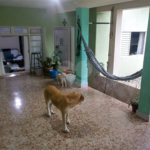 Chácara à venda com 8 quartos em Loteamento Chácara Val Paraiso, Atibaia, SP