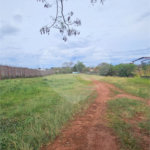 Terreno para alugar em Vila Áurea, Ponta Porã, MS
