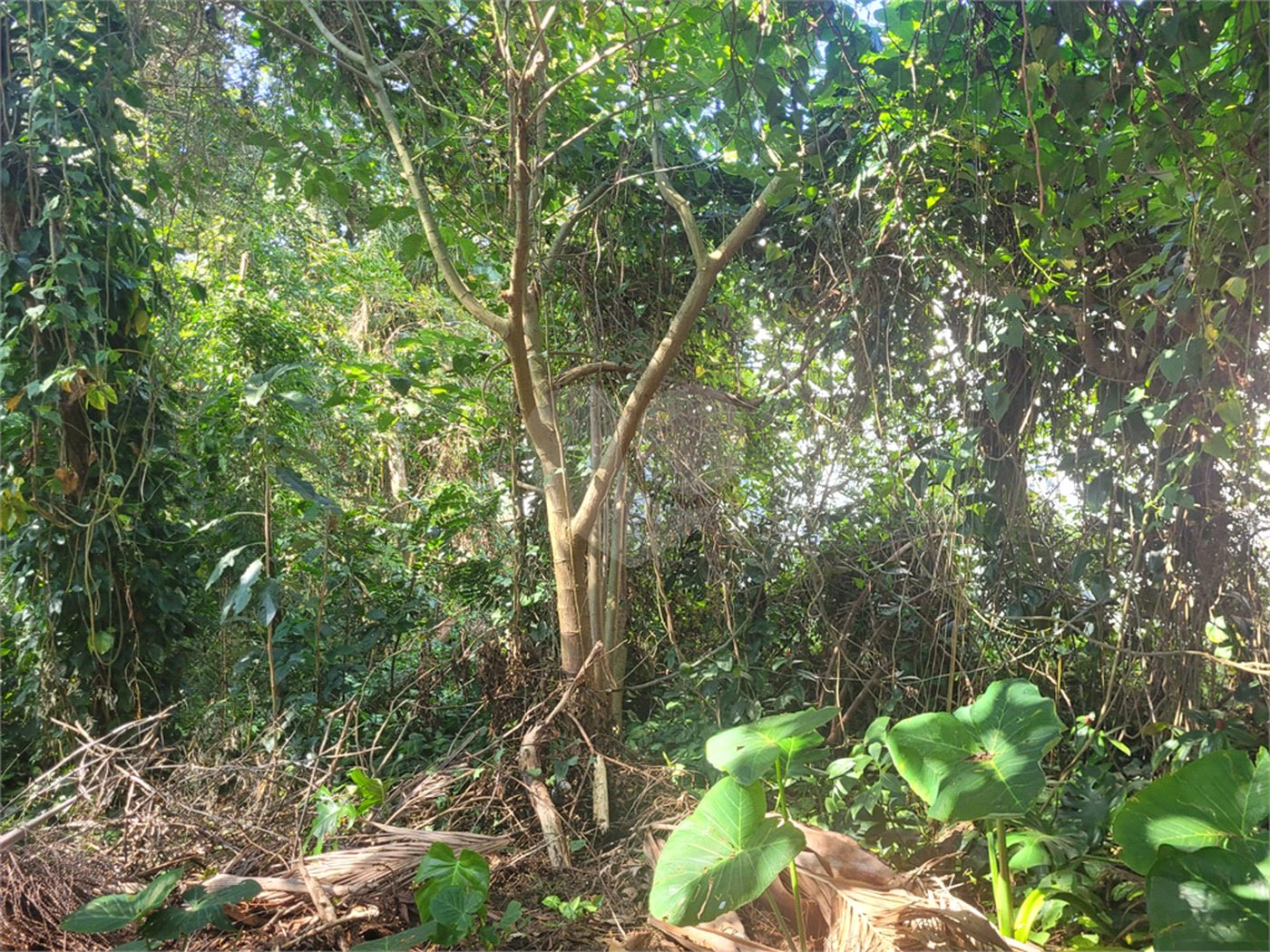 Casa à venda no condomínio Sausalito, Mairiporã - SP
