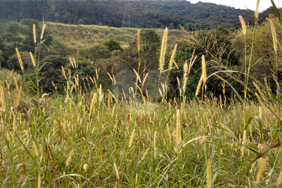 Terreno para alugar em Tucuruvi, São Paulo, SP