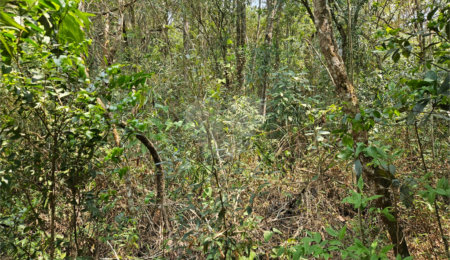 Terreno à venda em Curral, Ibiúna, SP