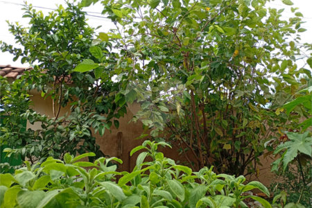 Casa à venda com 3 quartos em Vila Vieira (vila Xavier), Araraquara, SP