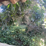 Terreno à venda em Vila Aurora (zona Norte), São Paulo, SP
