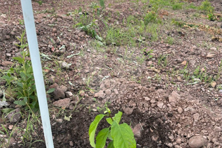 Terreno à venda em Nossa Senhora da Guia, Cuiabá, MT