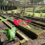 SITIO A VENDA, 33.000,OOM² COM 3 DORMITORIOS 1 SENDO SÚITE, 2 BANHEIROS, BAIRRO BOA VISTA, CAÇAPAVA