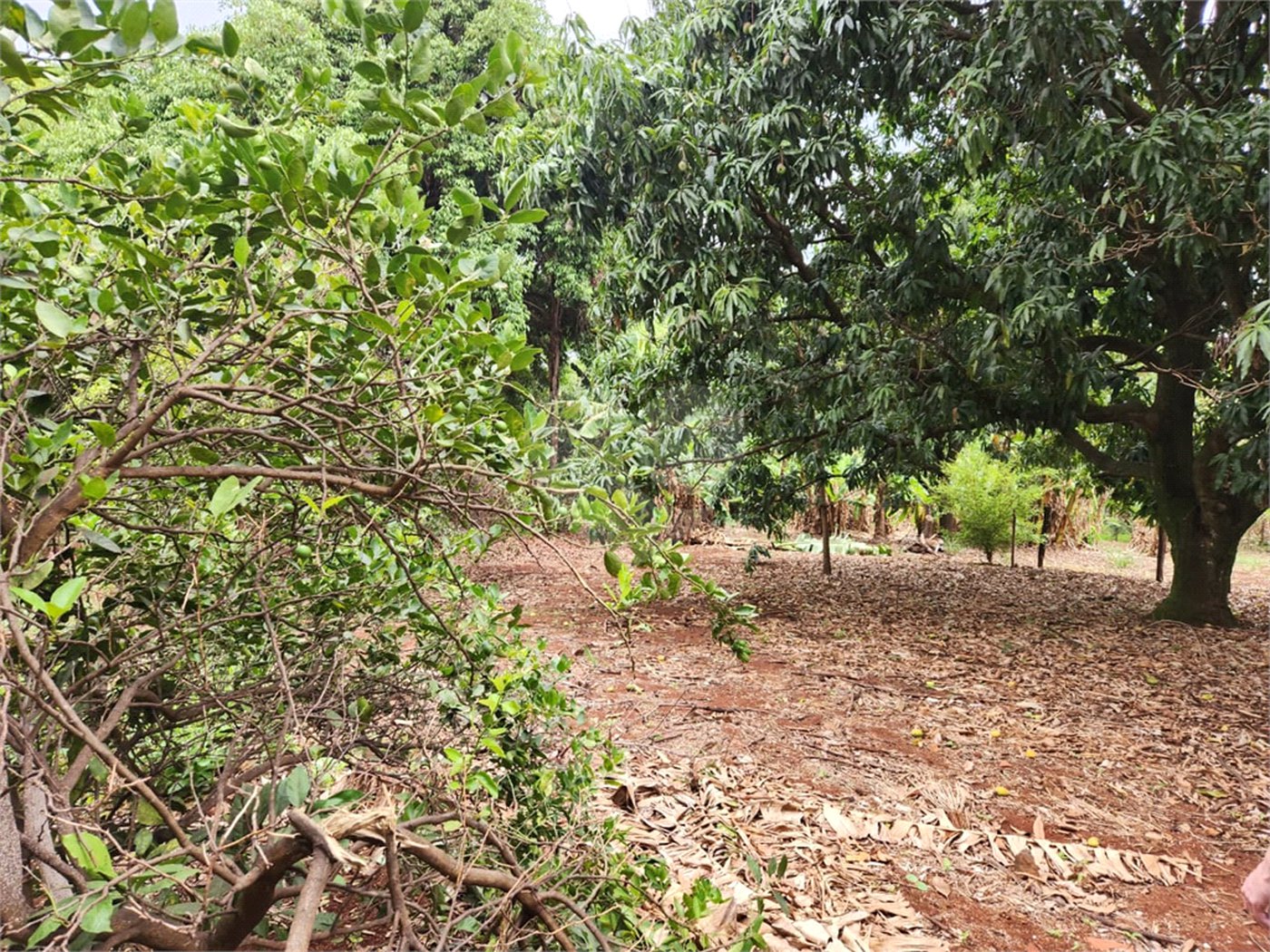 Chácara à venda com 2 quartos em Jardim Califórnia, Araraquara, SP