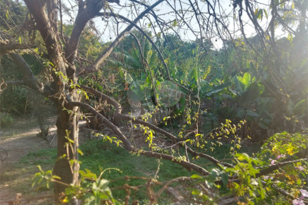 Terreno à venda em Santa Claudina, Vinhedo, SP