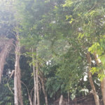 Terreno à venda em Serra da Cantareira, Mairiporã, SP