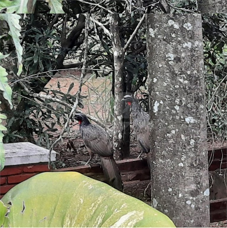 Chácara Condomínio Horto Ivan, LINDA!!! Atibaia, SP. 7.200m² A/T PORTA FECHADA