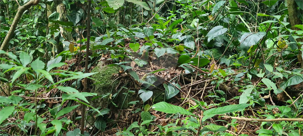 Terreno à venda em Caraguatá, Mairiporã, SP