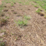 Terreno à venda em Vila Florença, Indaiatuba, SP